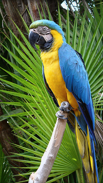 Parrot, Yellow Bird, yelllow bird HD phone wallpaper