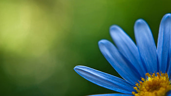 Flower, Plant, Macro, Petals HD wallpaper