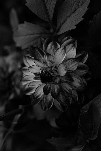 Flowers, Flower, Petals, Bw, Chb, Dahlia HD phone wallpaper