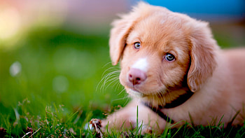 Puppy, dog, face, cute, caine HD wallpaper
