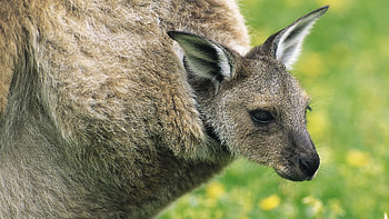 Kangaroo (Animals), Baby kangaroo, Adorable creature, Innocent charm HD wallpaper