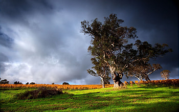 Landscape, Trees, Grass HD wallpaper