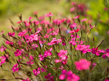 Flowers, Blur, Smooth, Greens, Small HD wallpaper