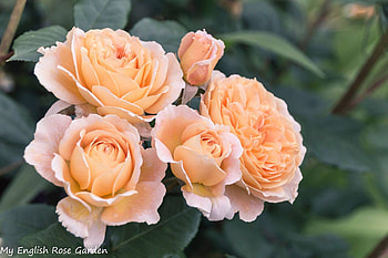 Yellow Beauties, roses, yellow, nature, flowers, macro HD wallpaper
