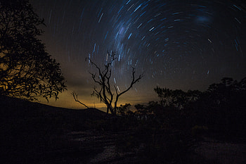 Night, Dark, Wood, Tree, Movement, Traffic, Starry Sky HD wallpaper