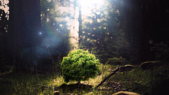 Forest, Lens Flare HD wallpaper