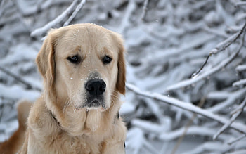 Animals, Snow, Dog, Muzzle, Sadness, Labrador, Sorrow HD wallpaper