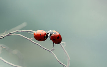Plant, Macro, Couple, Pair, Branch, Ladybug, Ladybird, Kiss HD wallpaper
