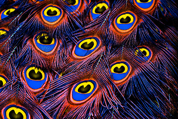 Feather, Texture, Textures, Peacock Feathers HD wallpaper