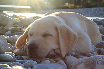 Animals, Dog, Muzzle, Sweetheart, Nice, Labrador, Sleep, Dream HD wallpaper