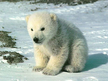 Bear cub, bears, animals HD wallpaper