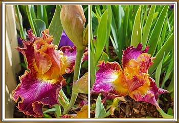 BEAUTIFUL IRIS, NATURE, FLOWERS, BEAUTIFUL HD wallpaper
