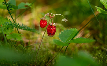 Forest Strawberries, Latvia, forest, macro, strawberries HD wallpaper