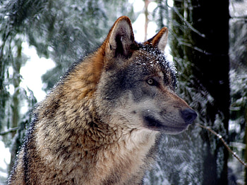 GRAY WOLF, winter, Gray, wolf, snow HD wallpaper