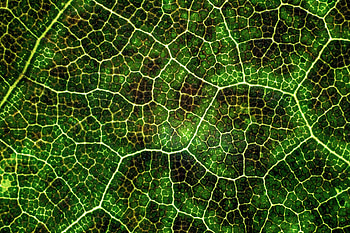 Plant, Macro, Texture, Lines, Surface, Leaflet, Veins, ynthesis HD wallpaper
