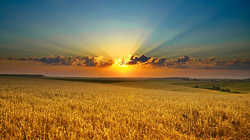 Landscape, Fields HD wallpaper