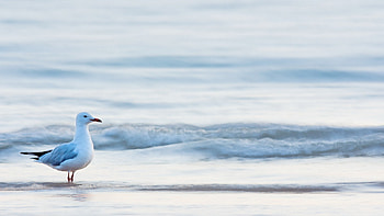 Seagull, , High, Resolution HD wallpaper
