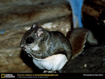 Flying Squirrel, squirrels, animals, mammals HD wallpaper