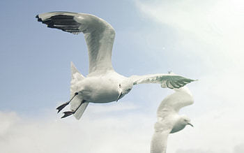 Animals, Birds, Sky, Seagulls, Flight, Wings, Wave, Sweep HD wallpaper