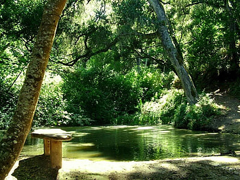 A Little Pond to Sit, trees, bench, water, pond HD wallpaper