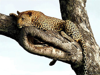 Relaxing, wild, one, tree, on HD wallpaper