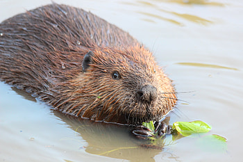 American beaver, Castor canadensis, Wildlife observation, Biodiversity study HD wallpaper