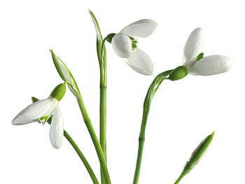 Plants, Flowers, Snowdrops HD wallpaper