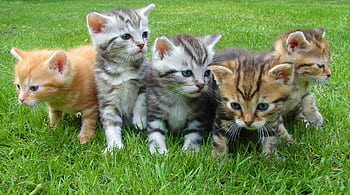 A group of five cute kittens exploring and playing on lush green grass outdoors. HD wallpaper