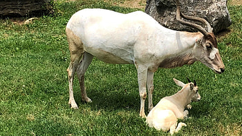 Addax, Louisville zoo, Animal born, Eyewitness news HD wallpaper