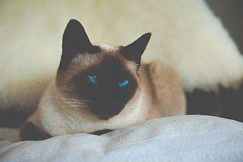 Animals, Cat, Blue Eyed, Blue-Eyed, Siamese HD wallpaper