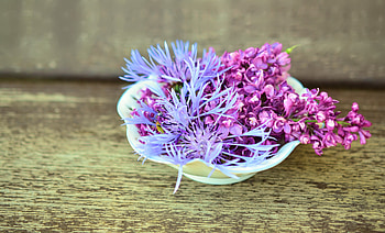 Flowers, Lilac, Typography, Registration, Cornflower HD wallpaper