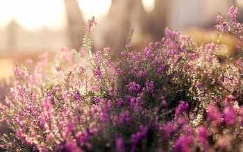 Purple world II., graphy, , spring, purple, abstract, petals, nature, flowers, , macro HD wallpaper