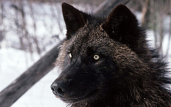 Animals, Dark, Dog, Wolf, Sight, Opinion, Wool HD wallpaper