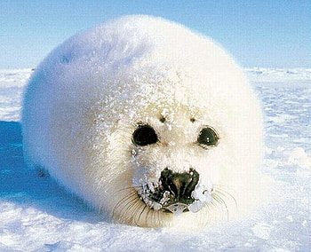 Cue Animal, animal, white, , cue, cool HD wallpaper
