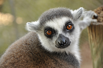 Animals, Muzzle, Sight, Opinion, Lemur HD wallpaper