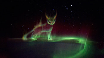 Northern lights, fox, fantasy, art HD wallpaper