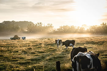 Cows grazing in a foggy field at sunrise, capturing rural tranquility and natural beauty. HD wallpaper