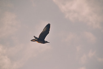 Animals, Sky, Bird, Flight, Gull, Seagull HD wallpaper