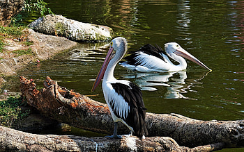 Pelicans, birds, wood, water HD wallpaper