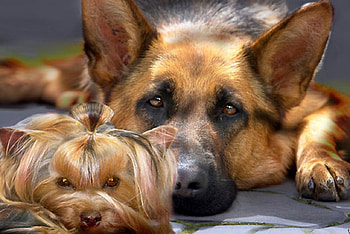cool friends, dogs, cute, graphy, animals HD wallpaper