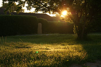 A serene backyard captured at sunrise with lens flare through trees. HD wallpaper
