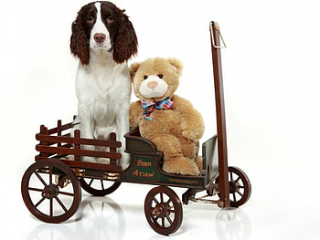 Cute dog, dog, teddy, animals, cute, pet HD wallpaper
