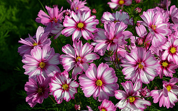 Cosmos Flowers, pink, flowers, plants HD wallpaper