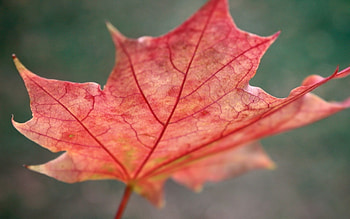 Nature, Autumn, Sheet, Leaf, Maple HD wallpaper