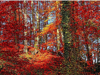 Full Autumn, autumn, full, red HD wallpaper