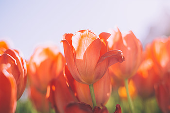 Orange tulips, summer, fields, tulips, bright HD wallpaper