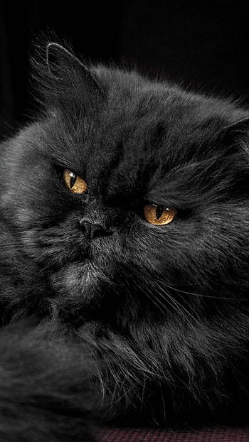 Persian Cat, Awesome and Android, Cats HD phone wallpaper