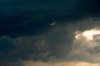 Edge of the storm, bird, graphy, bulgaria, clouds, sky, storm HD wallpaper