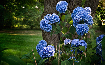 A of hydrangea, The nature, flowers, hydrangea, bluish violet HD wallpaper