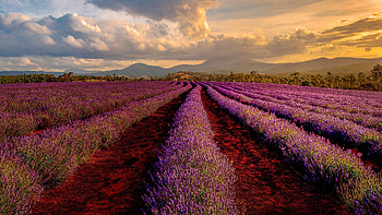 Lavender Field, plant, field, lavender, sunset HD wallpaper
